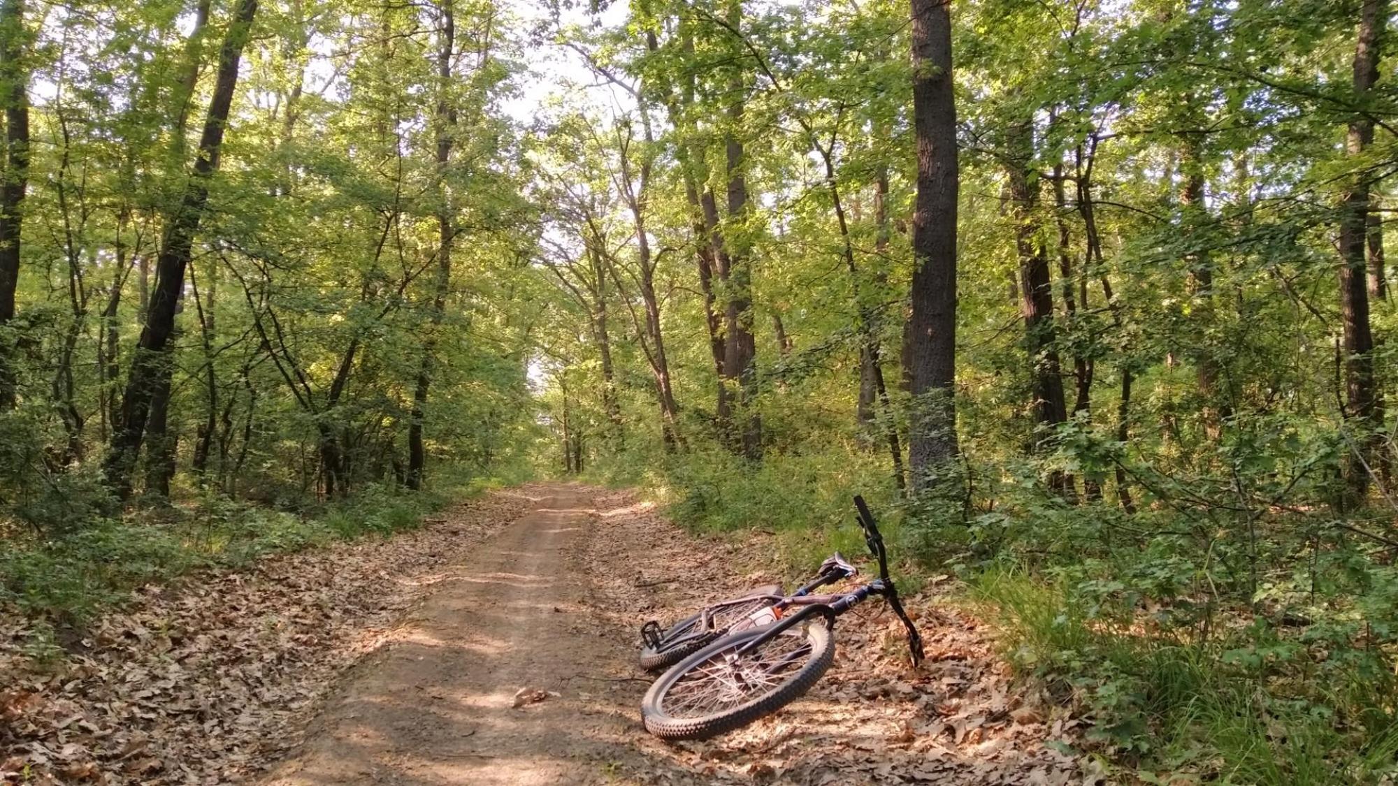 62812dae93e8d94be03015e9.jpg?width=2000&