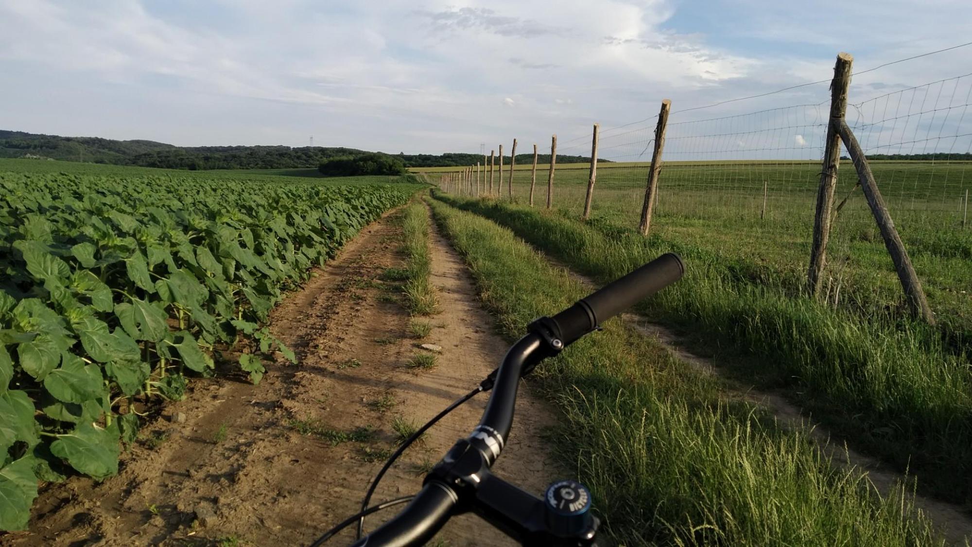 62a775378ff912688f864275.jpg?width=2000&