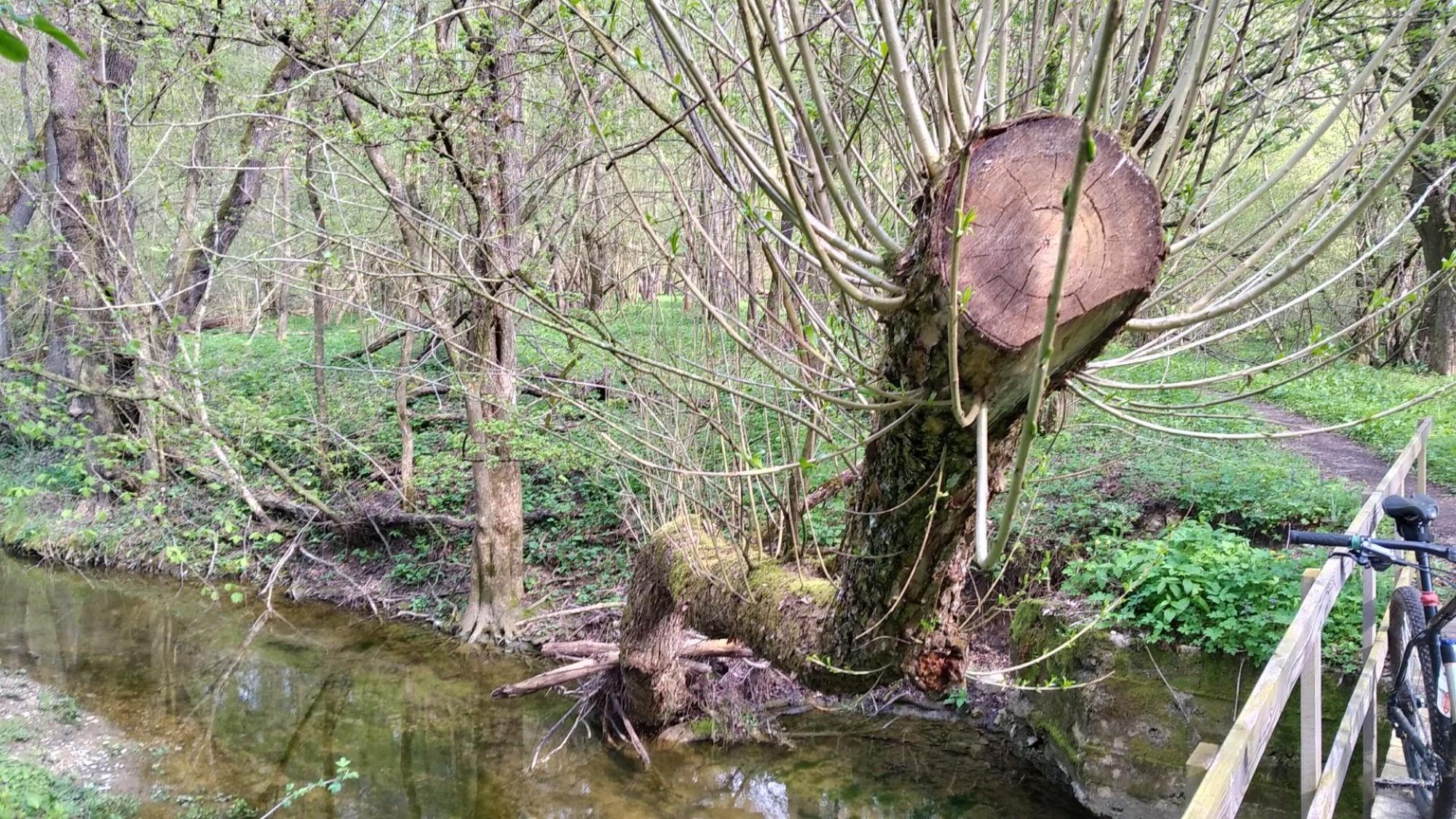 64457cae2a20724edae75c46.jpg?width=2000&