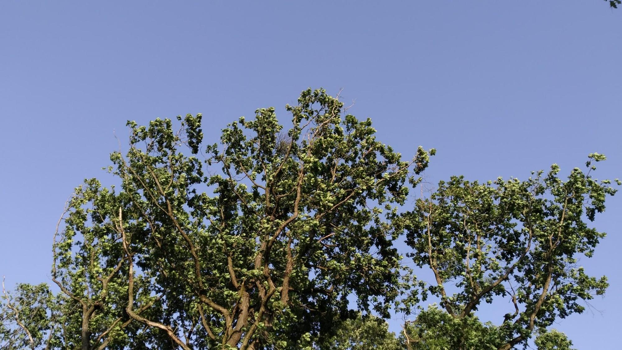 647a2ba32d116860b7eff6da.jpg?width=2000&