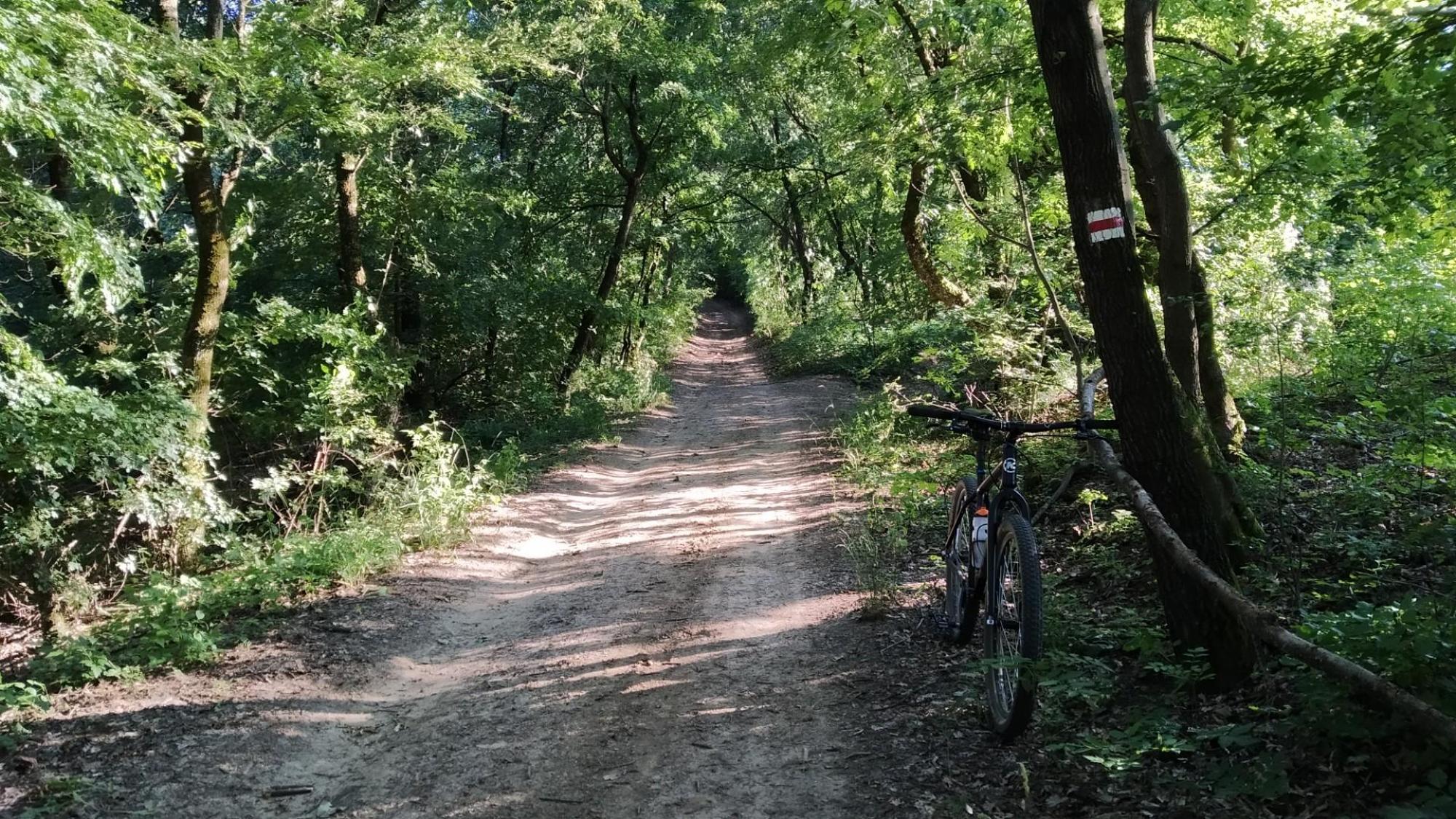 64a1b3ad1a4a12202ca64ed6.jpg?width=2000&