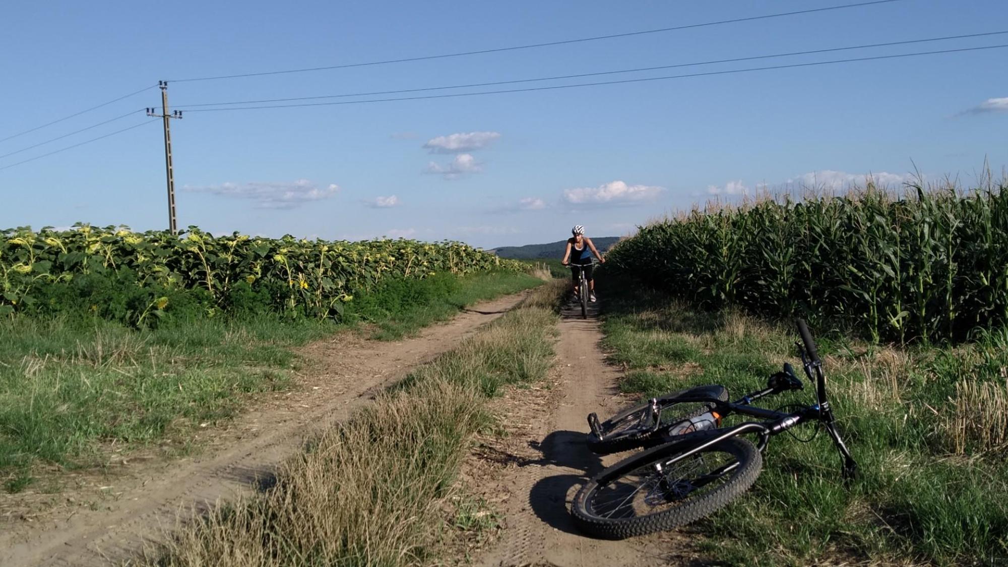 64d671c858727624a6e53c9b.jpg?width=2000&