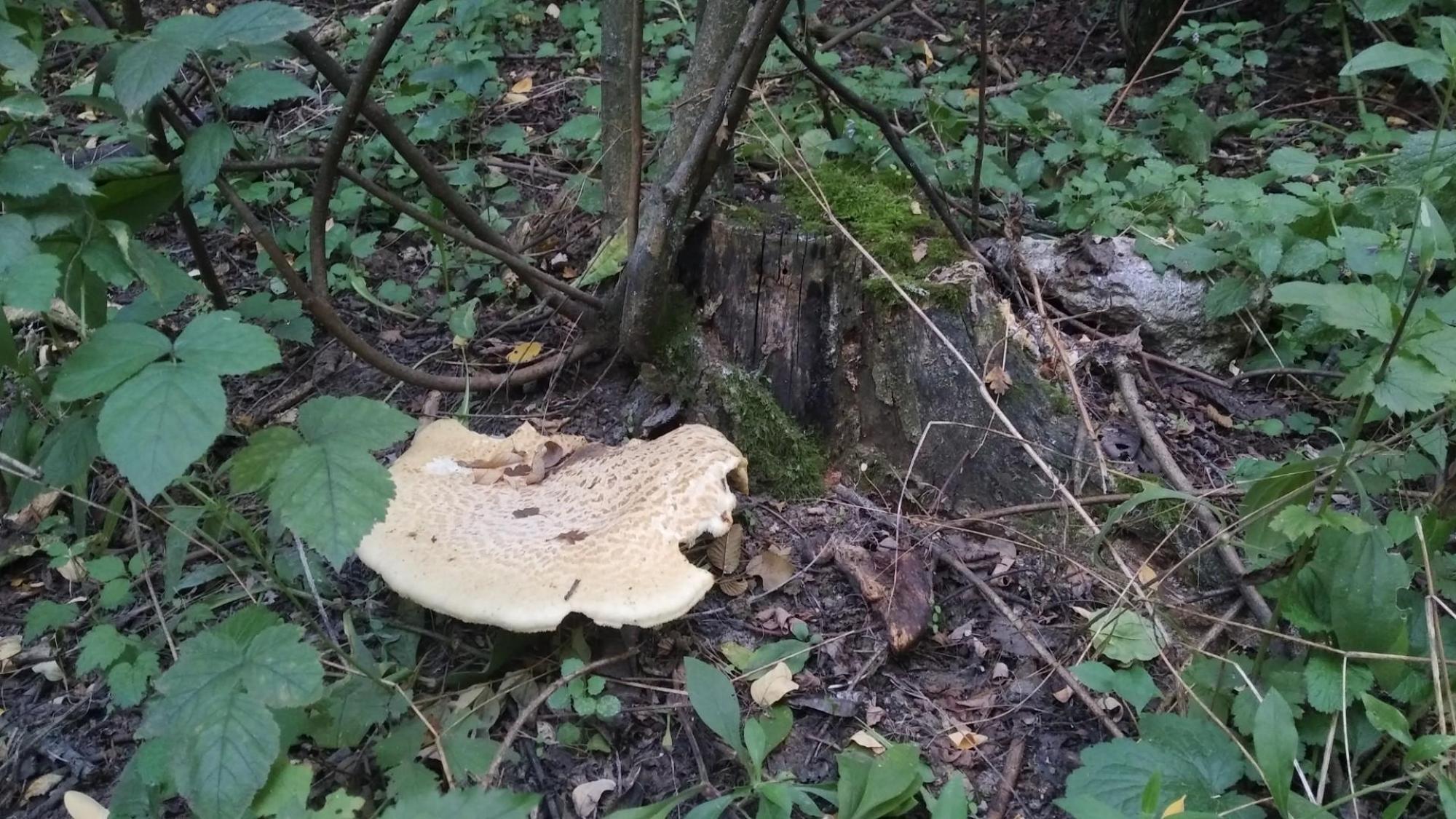 64e10649d48d2f6c88968556.jpg?width=2000&