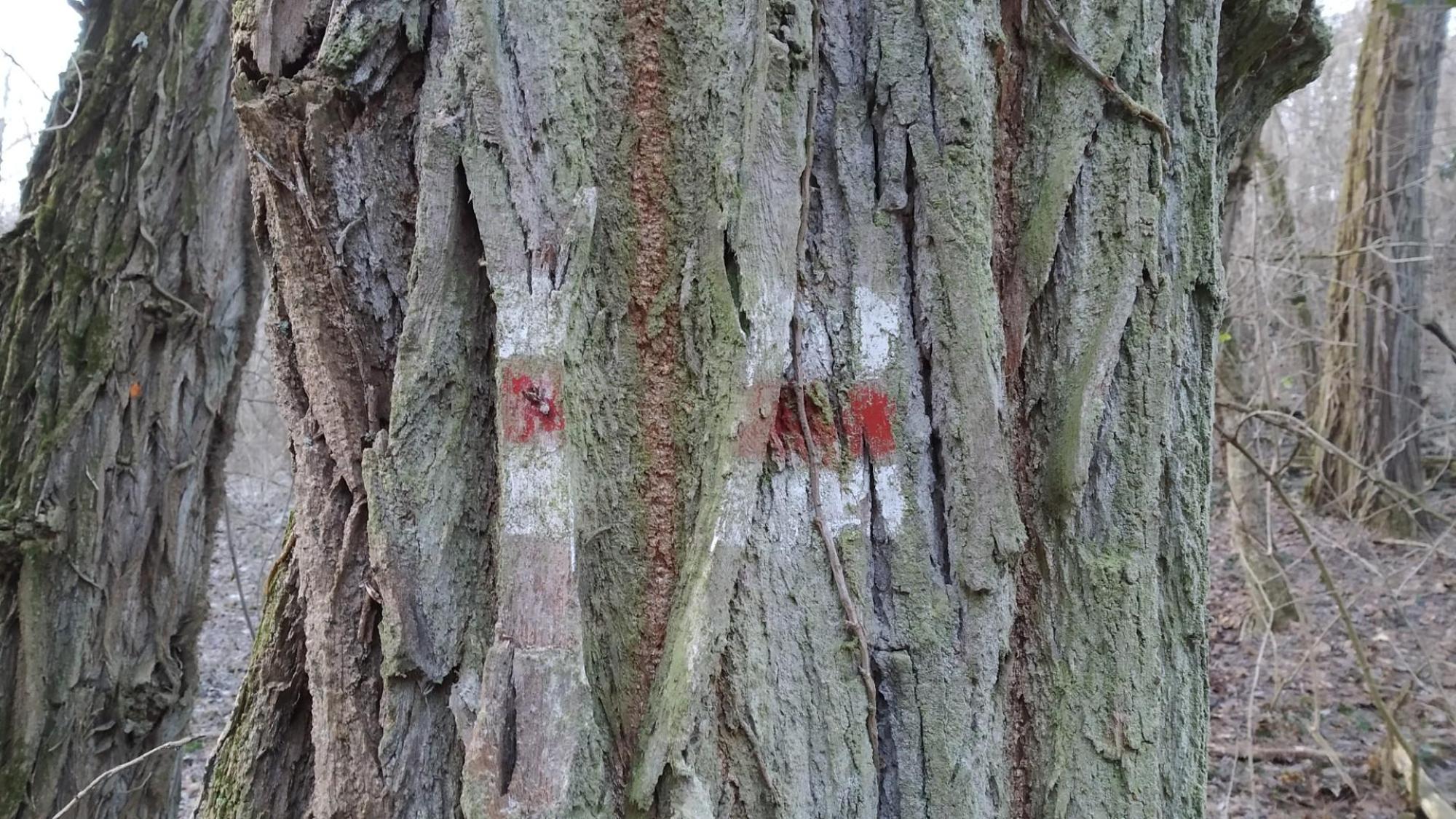 6770192cc6ab130eed00c2a9.jpg?width=2000&